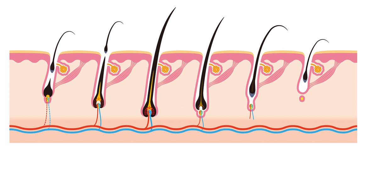 Die 5 Phasen des Haarwachstumszyklus visuell im Querschnitt dargestellt